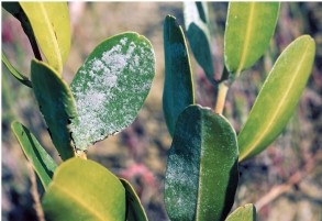 Refer to the figure.   Explain the presence of white residue on the leaves of this halophyte plant.