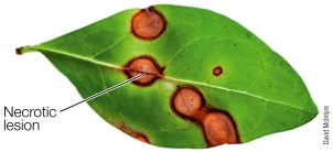 Refer to the figure.   The necrotic lesions on the leaf are characteristic of a A)  constitutive defense. B)  rust infection. C)  crown gall tumor. D)  systemic acquired resistance. E)  hypersensitive response.