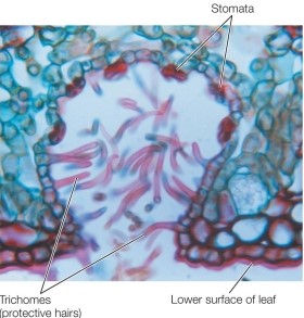 Refer to the figure, showing a micrograph of a stomatal crypt.   Trichomes are small hairs lining the stomata of some plants, such as this one.Which description does not reflect a possible role of trichomes? A)  They may serve as a structural defense against some herbivores. B)  They help the plant to sequester and remove salt ions. C)  They slow air currents to trap moist air. D)  They reduce water loss in an arid environment. E)  They may diffuse bright sunlight, protecting the leaf from its intensity.
