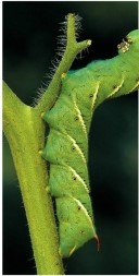 Refer to the figure.   This hornworm is engaged in an evolutionary arms race with the tobacco plant.Which statement about the plant's response to this herbivore is false? A)  Nicotine production is unaffected by caterpillar damage to the plant. B)  Nicotine production increases when the caterpillar damages the plant. C)  The caterpillar can survive the ingestion of nicotine. D)  Ethylene production increases when the caterpillar damages the plant. E)  Jasmonic acid production increases when the caterpillar damages the plant.