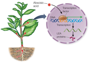 Refer to the figure.   This drought induced response is mediated by _______, which travels from the stressed roots upward through the xylem to the leaves. A)  abscisic acid B)  salicylic acid C)  jasmonic acid D)  nicotine E)  latex