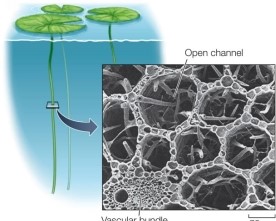 Refer to the figure.   Some plants that are adapted to swampy environments meet the oxygen needs of their roots by means of a specialized tissue called _______.