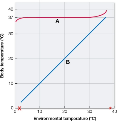 Refer to the graph showing the body temperatures of different types of organisms in the same environmental temperatures.   The reaction of a mouse to different environmental temperatures is represented by the curve labeled _______.When the mouse is at the environmental temperature marked by an X on the x axis, the mouse might _______. A)  A; utilize brown fat B)  B; utilize brown fat C)  A; increase blood flow to the skin D)  B; increase blood flow to the skin E)  B; assume a more compact posture