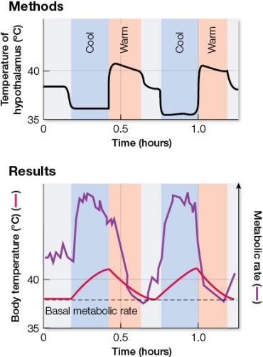 Refer to the graphs showing the results of an experiment in which researchers heated and cooled the hypothalamus of a mammal and determined its metabolic rates at different environmental (ambient)  temperatures.   In this experiment, the hypothalamic temperature provides A)  an error signal. B)  a set point. C)  an effector. D)  negative feedback. E)  homeostasis.