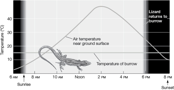 Refer to the graph.   Draw a line on the graph showing the lizard's predicted body temperature based on your knowledge of how ectotherms regulate their temperature with behavior.Explain why the line looks the way it does.