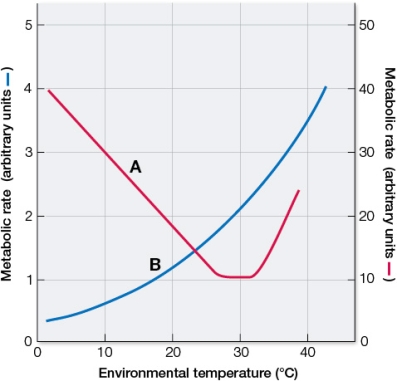 Refer to the graph showing how different types of organisms respond to changes in environmental temperature.   If the endotherm in the graph is a mouse, at what environmental temperature(s) does the mouse leave its thermoneutral zone?