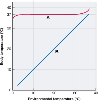Refer to the graph showing the body temperatures of different types of organisms in the same environmental temperatures.   Which curve better represents the condition in humans? Explain why.Is this curve more accurate for mice? Explain why or why not.