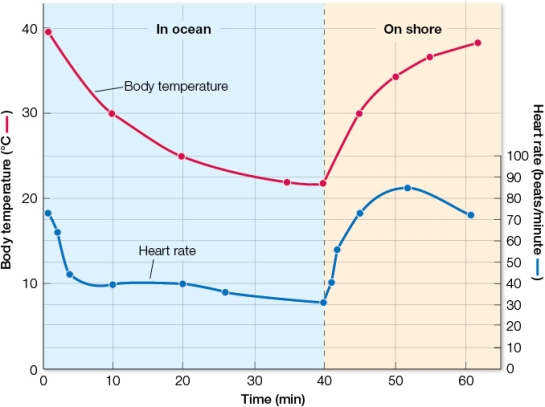 Refer to the graph showing body temperature and heart rate in the Galápagos marine iguana as it moves from feeding in the ocean to basking on hot rocks on shore.   If you saw a Galápagos marine iguana sunning itself for over an hour on warm rocks, you would expect its body temperature to be around _______ and its heart rate to be around _______.