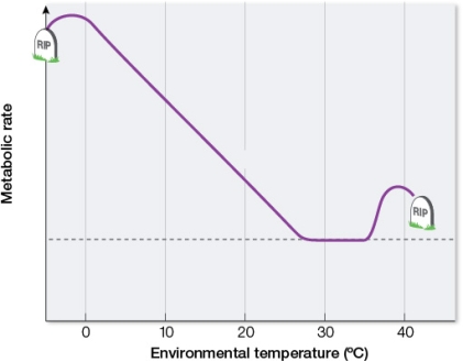 Refer to the graph.   If the plot shows data collected from an experiment on a dog, at which environmental temperature(s)  is the metabolism of the dog at its basal metabolic rate (BMR) ? A)  About 0°C B)  Below 27°C C)  Between 28°C and 35°C D)  Above 37°C E)  About 40°C