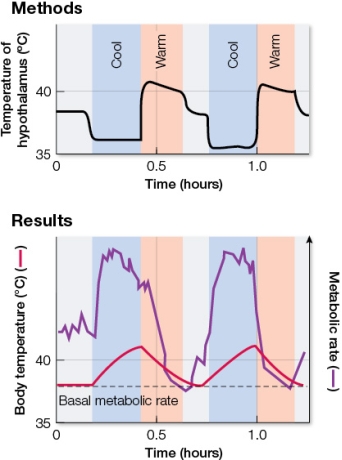 Refer to the figure showing the results of an experiment on a ground squirrel.Experimenters used a probe to directly heat or cool the squirrel's hypothalamus and measured the animal's metabolic rate and body temperature in response to this manipulation.   A reasonable conclusion from these results is that the hypothalamus acts as a thermostat, controlling _______.