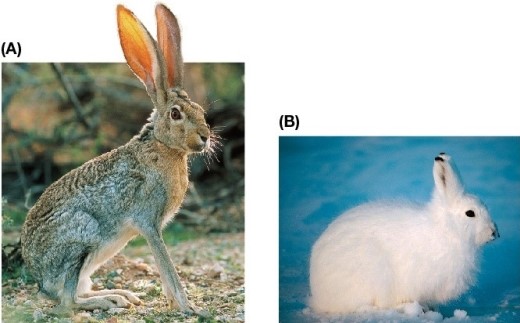 Refer to the figure showing two animals.   Which statement about the animals shown is most likely correct? A)  They are in the same genus but live in different geographic regions. B)  They are unrelated species. C)  Animal A conserves more heat than animal B. D)  Animal B is rounder in shape to improve locomotion. E)  They are the same species at different times of the year.