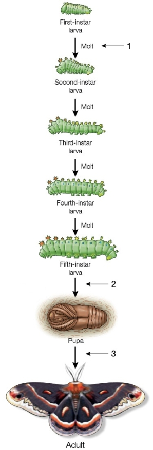 Refer to the figure showing moth metamorphosis.   If you compared the development of this organism with that of an arthropod that undergoes incomplete metamorphosis, which events, if any, would be different? A)  Events at all three arrows would be similar, but the adult would not have wings. B)  Events at arrows 1 and 2 would be similar, but the event at 3 would not occur. C)  Events at arrows 1 and 3 would be similar, but the organism would skip the pupal stage. D)  Events at arrows 2 and 3 would be similar, but there would be no larval stages. E)  Events similar to those at arrow 1 would occur, but there would be no pupal stage, and the adult would look more similar to a larval stage.