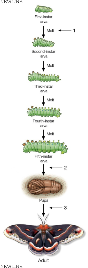 Refer to the figure showing moth metamorphosis.   If the brain of the first-instar larva is destroyed and the larva survives, what is the most likely prediction for what will happen at point 1? A)  There will be no molt and the larva will remain a first-instar larva. B)  The larva will molt into a second-instar larva. C)  The larva will skip the second-instar larval stage and molt into a third-instar larva. D)  The larva will molt into a pupa and metamorphosis will begin. E)  The larva will molt directly into an adult.