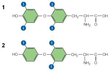 Refer to the figure showing two hormones.   It is most likely that the two hormones are A)  steroid hormones, and that 1 is a male sex hormone and 2 is female sex hormone. B)  amine hormones, and that 1 can be converted into 2. C)  made from cholesterol, and that 2 is a form of vitamin D created from 1. D)  small protein hormones, are water-soluble, and therefore cannot diffuse through membranes. E)  large protein hormones that bind to cell surface receptors, affecting cells through second messengers.