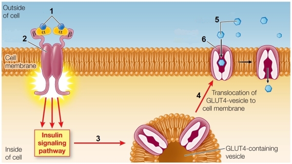 Refer to the figure showing the regulation of blood glucose levels.   The structure labeled 1 is _______ and the structure labeled 2 is _______. A)  somatostatin; a delta cell receptor B)  glucagon; a glucagon transporter protein C)  insulin; an insulin receptor D)  glucose; an islet of Langerhans E)  glycogen; an alpha cell receptor