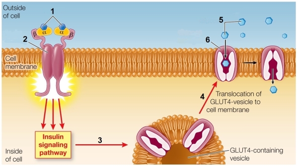 Refer to the figure showing the regulation of blood glucose levels.   If a person has type II diabetes, she is likely to have A)  an overabundance of the structures labeled 6. B)  an overactive signaling process shown at point 3. C)  an overactive process shown at point 4. D)  improper functioning of the structures labeled 2. E)  lowered extracellular levels of the substance labeled 5.