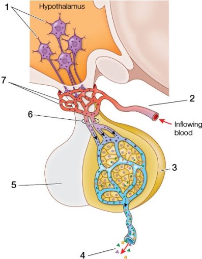 Refer to the figure featuring the anterior pituitary.   Match the site of synthesis, by number, to each of the following hormones: adrenocorticotropin (ACTH), gonadotropin-releasing hormone (GnRH), growth hormone (GH), growth hormone release-inhibiting hormone (RIH), corticotropin-releasing hormone (CRH), and antidiuretic hormone (ADH).