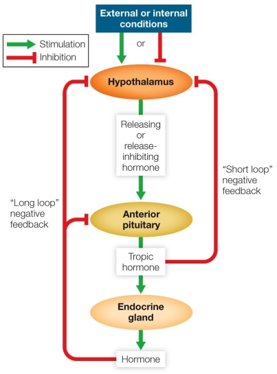 Refer to the figure showing negative feedback loops regulating hormone secretion.   Specify the steps of a single  long-loop  negative feedback system.Identify an appropriate external or internal condition stimulating the hypothalamus.