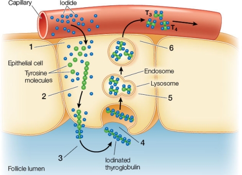 Refer to the figure showing the thyroid gland.   Based on the figure, what can you conclude about which cells synthesize thyroid hormone and how lysosomes are involved in this synthesis?