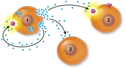 Refer to the figure showing chemical signaling systems.   If the cell labeled 1 is secreting somatostatin, then the cell labeled 2 could be a(n)  _______, and the cell labeled 3 could be a(n)  _______. A)  capillary cell in the pancreas; alpha cell B)  alpha cell in the pancreas; beta cell C)  cell in the anterior pituitary; cell in the posterior pituitary D)  liver cell; kidney cell E)  bone cell; epithelial cell in the digestive tract