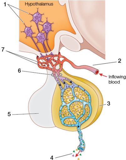Refer to the figure featuring the anterior pituitary.   The small colored triangles labeled 4 could be any of these hormones except A)  adrenocorticotropin (ACTH) . B)  gonadotropin-releasing hormone (GnRH) . C)  thyroid-stimulating hormone (TSH) . D)  luteinizing hormone (LH) . E)  follicle-stimulating hormone (FSH) .