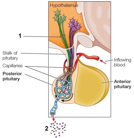 Refer to the figure featuring the posterior pituitary.   The structures labeled 1 in the figure A)  are part of the portal system between the hypothalamus and pituitary gland. B)  carry essential nutrients to the posterior pituitary. C)  release tropic hormones. D)  transport vesicles containing the hormones that end up leaving in the bloodstream at point 2. E)  are axons that stimulate cells in the posterior pituitary to synthesize and then secrete hormones.