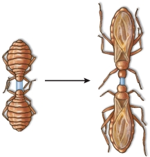 Refer to the figure.In an experiment, two bloodsucking Rhodnius prolixus bugs were decapitated and connected by a glass tube, allowing body fluids to cross between them.Both molted into adults.   The results shown could occur if, before the two bugs were connected, A)  both bugs had been decapitated a week after a blood meal. B)  both bugs had been decapitated soon after a blood meal. C)  the prothoracic glands of one bug had been removed and the other bug had been decapitated soon after a blood meal. D)  the brains of both bugs had been removed soon after a blood meal. E)  soon after a blood meal one bug had been decapitated and the other had its prothoracic glands removed.