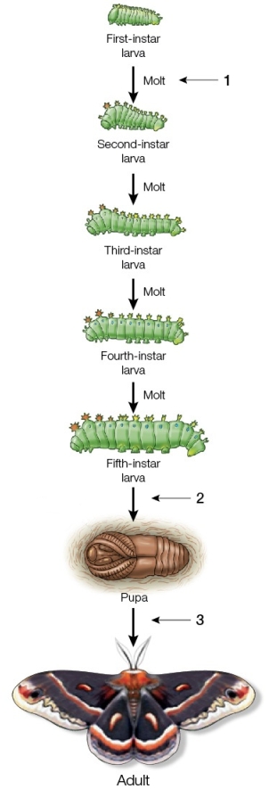 Refer to the figure showing moth metamorphosis.   If ecdysone is experimentally blocked at arrow number _______, development will continue.