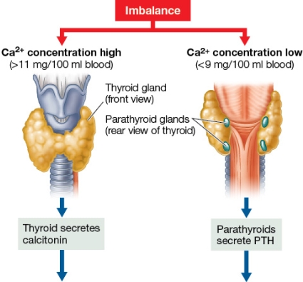 Refer to the figure showing the hormonal regulation of calcium.   Based on the figure, it would be logical to suggest using _______ as a treatment for osteoporosis.