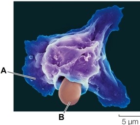 Refer to the figure.   The figure is most likely illustrating A)  a normal cell (A)  and an attached class I MHC protein (B) . B)  part of an adaptive immune response in which a B lymphocyte (A)  is presenting a portion of a virus (B)  on its cell surface. C)  part of an adaptive immune system in which a cytotoxic T cell (A)  is shown with an attached CD8 protein (B) . D)  part of an innate immune response in which a macrophage (A)  is presenting an antigen to a T-helper cell (B) . E)  part of an innate immune response in which a phagocyte (A)  is phagocytosing a foreign cell such as a bacterial or yeast cell (B) .