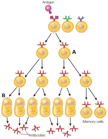 Refer to the figure showing an immune response to an antigen.   The cell labeled  B  is a(n)  _______ cell, which _______. A)  plasma cell; contributes to a primary immune response B)  T-helper cell; binds to antigen‒MHC complexes in a primary immune response C)  B lymphocyte; binds to antigen‒MHC complexes presented by macrophages D)  effector B cell; provides cells in a secondary immune response E)  memory cell; secretes antibodies in a primary immune response