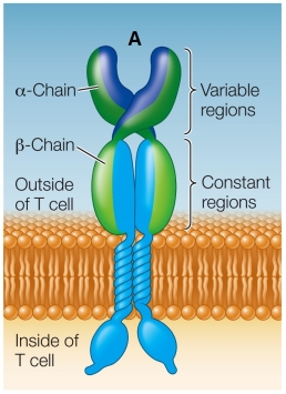 Refer to the figure showing a receptor on a cell.   Which binds to the region of the receptor indicated by the letter  A ? A)  Antigen only B)  MHC protein only C)  Antigen‒MHC complex D)  Allergen E)  Antibody