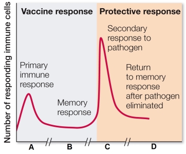 Refer to the graph showing a person's immune response, first to a vaccination, and later to exposure to the pathogen that the vaccine targeted.Time is represented on the x-axis, but the scale is different for each subdivision.   What amount of time does each period typically represent?
