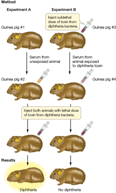Refer to the figure showing an immunology experiment.   From the results of the experiment shown, what is your hypothesis about what the serum injected into guinea pig #4 contained that was not in the serum injected into guinea pig #2?