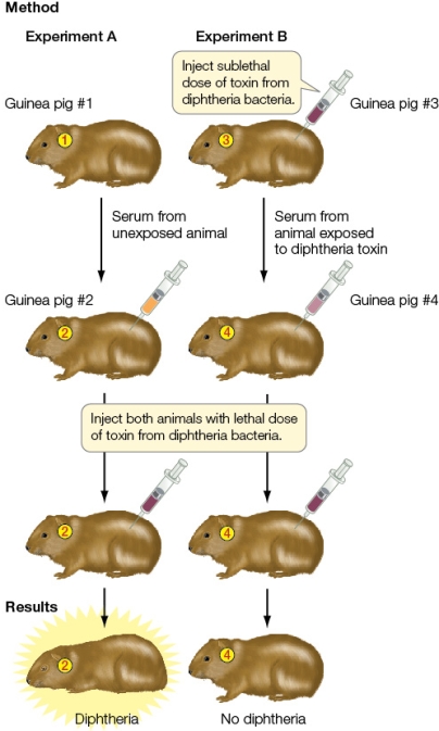 Refer to the figure showing an immunology experiment.   What can you conclude from the results of the experiments shown?