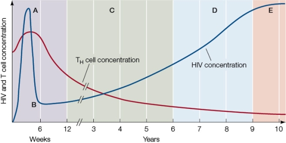 Refer to the graph showing a typical progression of an untreated HIV infection in a human.The x axis represents time, but the scale differs in different subsections.   What is the typical length of time between point A and point B?