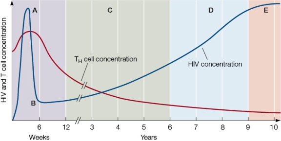 Refer to the graph showing a typical progression of an untreated HIV infection in a human.The x axis represents time, but the scale differs in different subsections.   At what point in the progress of the HIV infection do opportunistic infections typically appear?