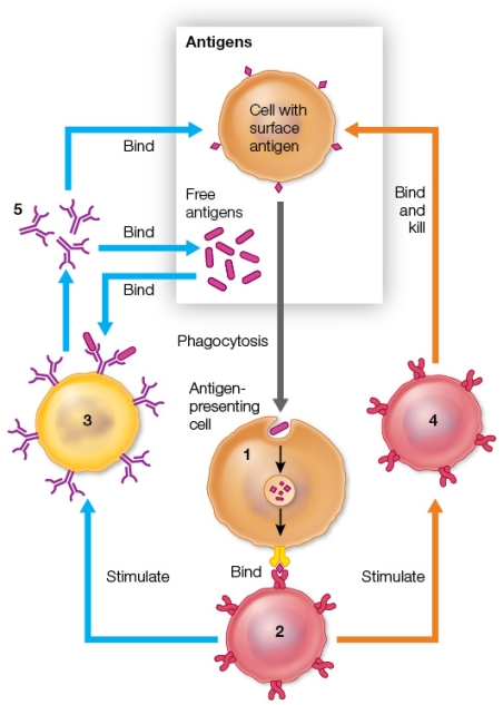 Refer to the figure showing the adaptive immune system.   The cell labeled 2 is a _______ and the cell labeled 3 is a _______ cell. A)  macrophage; memory B)  T-helper cell; B C)  B cell; T D)  cytotoxic T cell; memory E)  memory cell; plasma