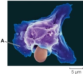 Refer to the figure.   If you find a cell similar to the one labeled  A  in an infected wound, the cell is most likely a(n) _______.