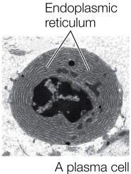 Refer to the figure.   This plasma cell has a large amount of rough endoplasmic reticulum.This is necessary in order for the cell to _______.