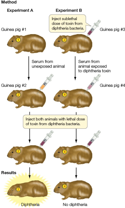 Refer to the figure showing an immunology experiment.   Guinea pig number 2 did not survive exposure to diphtheria toxin most likely because it _______ from the injection of blood serum from guinea pig number 1.