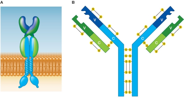Refer to the figure below.   If you are injected with an inactivated poliovirus as a vaccine against polio, the free antigens this introduces into the blood will be bound by the molecule shown in B, which is a(n) _______ , which will begin the process of creating an immunity to the virus.