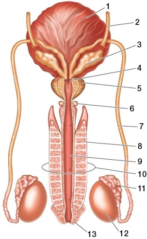 Refer to the figure showing the human male reproductive system.   Based on the figure, which statement is true? A)  The structure at point 7 is cut in a vasectomy. B)  The structure at point 11 is the ejaculatory duct. C)  The structure at point 7 joins the bladder. D)  The structure at point 5 contributes an acidic fluid that makes up about 30 percent of the volume of semen. E)  The structure at point 6 is the seminal vesicle, which contributes fructose to the semen.