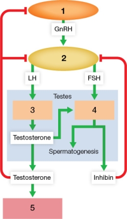 Refer to the figure showing male reproductive hormones.   Based on the figure, which statement is true? A)  Inhibin exerts negative feedback on the structure at point 1. B)  Circulating testosterone inhibits the release of FSH from the structure at point 2. C)  Examples of structures at point 5 are genitals, larynx, and skeletal muscles. D)  The cells at point 3 are located inside seminiferous tubules. E)  Low levels of circulating testosterone inhibit the structure at point 2.
