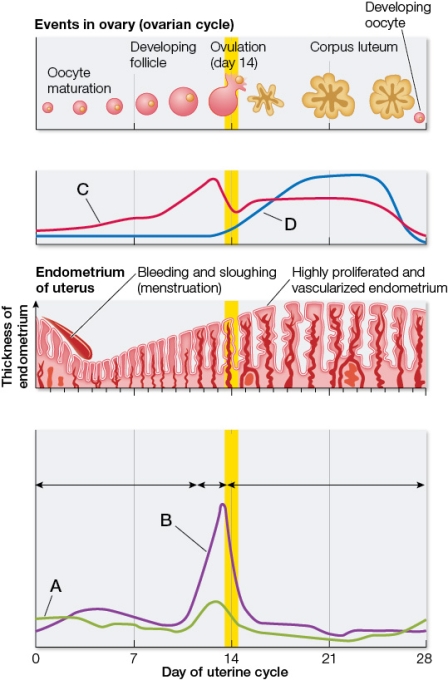 Refer to the figure depicting the average blood concentrations of four circulating hormones in 100 healthy adult women.Each hormone plays a role in regulating some aspect of the ovarian and/or uterine cycle.   Based on the figure, which statement is true? A)  Curve A represents luteinizing hormone (LH)  levels. B)  Curve B represents progesterone levels. C)  Curve C represents a hormone secreted from the anterior pituitary gland. D)  Curve D represents a hormone produced by the corpus luteum. E)  Curve A represents a hormone secreted by the ovary.