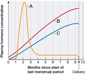 Refer to the graph showing changes in three female reproductive hormones during pregnancy.   Based on the graph, which statement is true? A)  Pregnancy tests detect the presence of the hormone in curve A. B)  The hormone in curve B stimulates ovulation. C)  The hormone in curve C stimulates growth of follicles. D)  The decreasing ratio of the hormone in curve B to the hormone in curve C over the course of pregnancy stimulates uterine contractions. E)  The hormone in curve A stimulates the corpus luteum to degenerate.