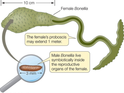 Refer to the figure showing the marine worm Bonellia viridis.   Females of this marine worm release fertilized eggs into the water.The eggs hatch into larvae that swim and then settle on a substrate.If the larvae land on sand, they burrow in and develop into females with large bodies and a proboscis that extends into the water above to collect food.If a larva lands on a female proboscis, it burrows into the female body and becomes a tiny male whose only function is to produce sperm to fertilize the female's eggs.What selection pressures could contribute to this extreme sexual dimorphism?