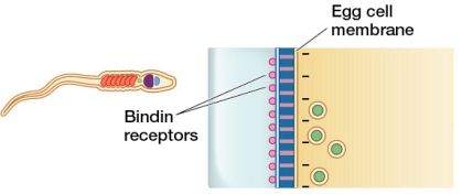 Refer to the figure showing a sea urchin sperm and egg.   Suppose the sperm is from a different species than the egg.Will the sperm be attracted to the egg, and what will happen if it contacts the jelly of the egg? Explain your answer.