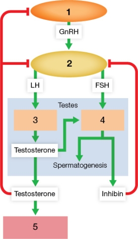 Refer to the figure showing male reproductive hormones.   According to the figure, the cells at which number are similar to the thecal cells in females, and why? What is the name of these cells and where are they found?