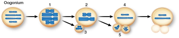 Refer to the figure showing oogenesis.   From this figure, one can conclude that the diploid number of chromosomes of this organism is _______, and the first cells shown that are haploid are the cells labeled _______. A)  2n = 2; 4 and 5 B)  2n = 4; 2 and 3 C)  2n = 4; 4 and 5 D)  2n = 8; 2 and 3 E)  2n = 8; 4 and 5
